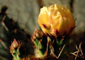 Cactus in bloom in Arizona